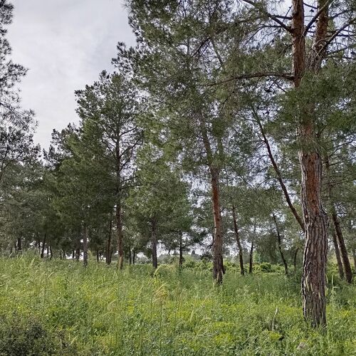 Majestic pine trees.