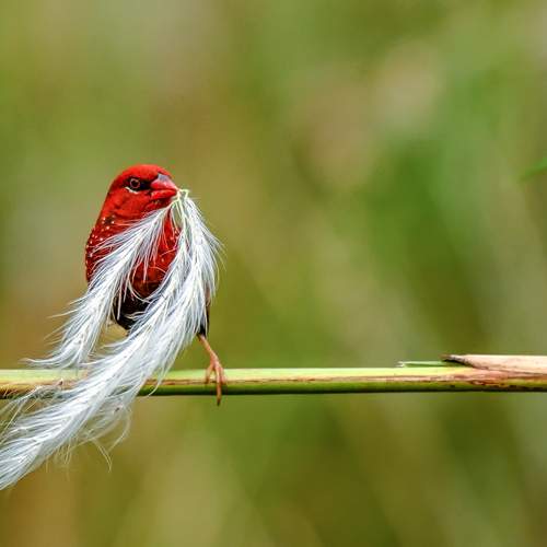 The Nest Architect: Red Avadavat in Action