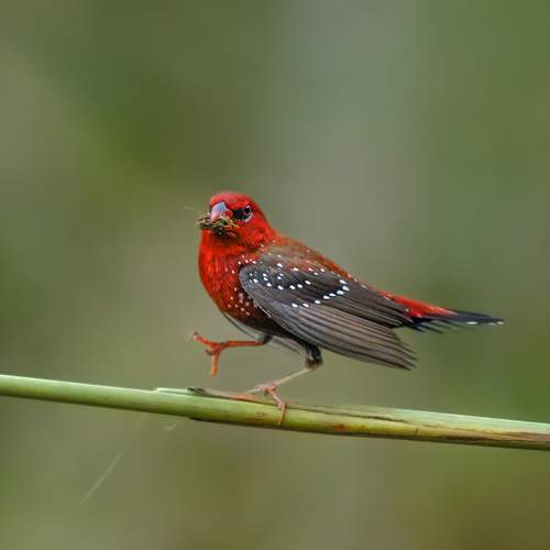 A Delicate Exchange: Red Avadavat in Action