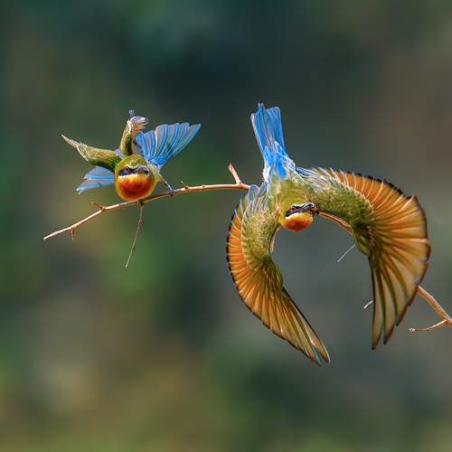 Aerial Acrobatics: Blue-tailed Bee-eaters in Flight