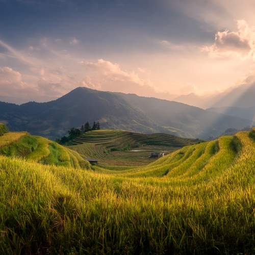The golden season in Hoang Su Phi, Vietnam.