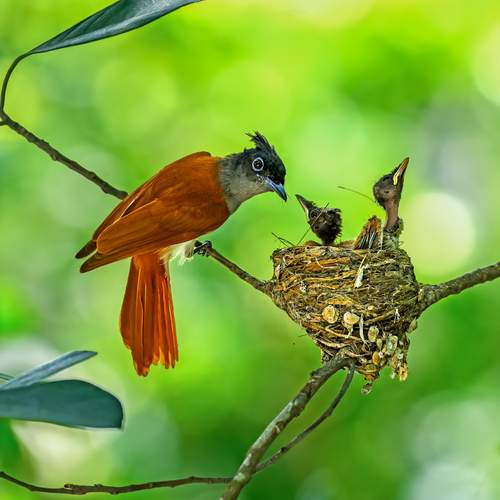 Vigilant Guardian: Female Paradise Flycatcher at Nest
