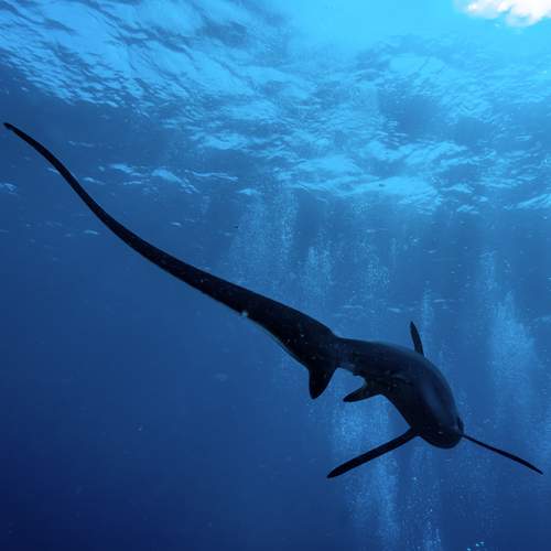 Photo #11840538