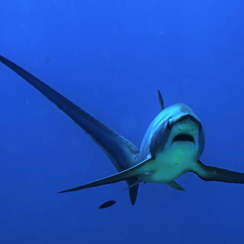 Photo #11840569