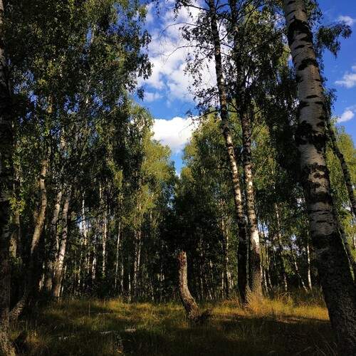 Photo #11841485