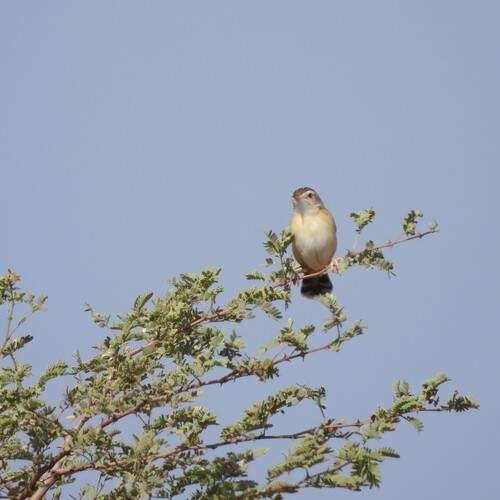 Zitting cisticola