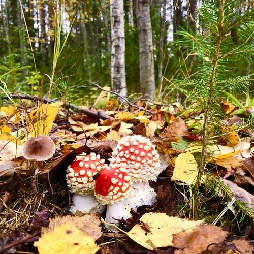 Photo #11842579