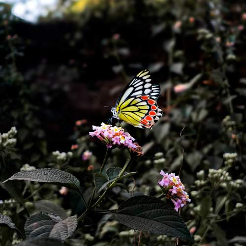 Photo #11843245