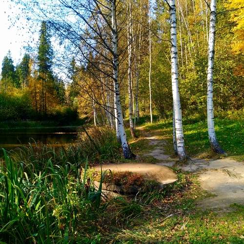 In a forest clearing