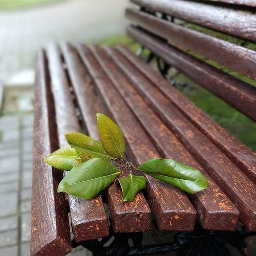 Photo #11847215