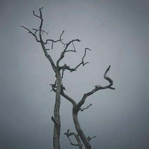 Skeletal Tree conceptual.