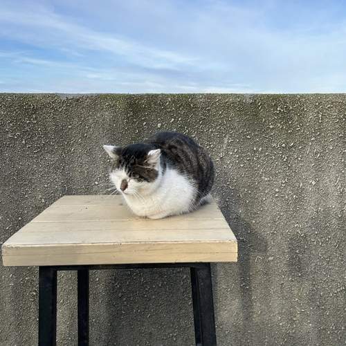 Photo #11849377