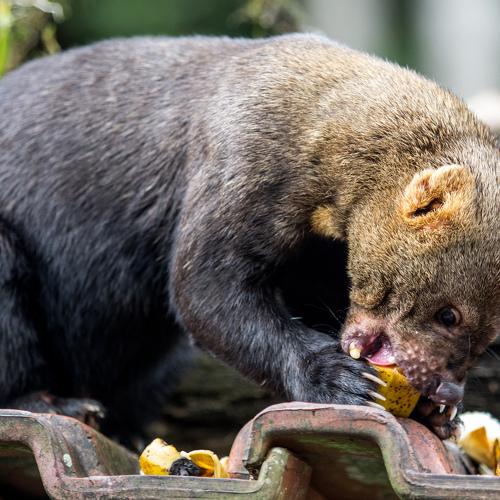 Irara eating