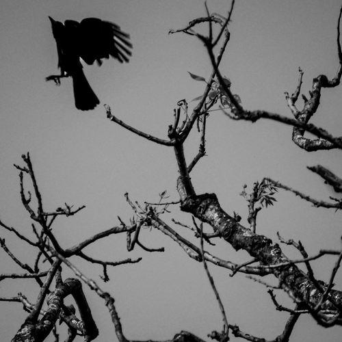 a haunting picture