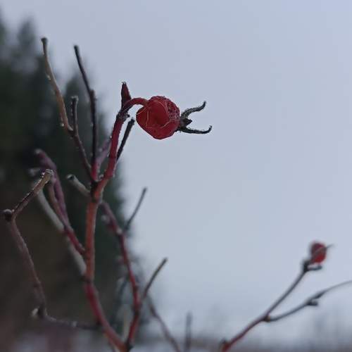 Photo #11850069