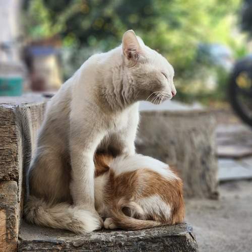 Photo #11850085