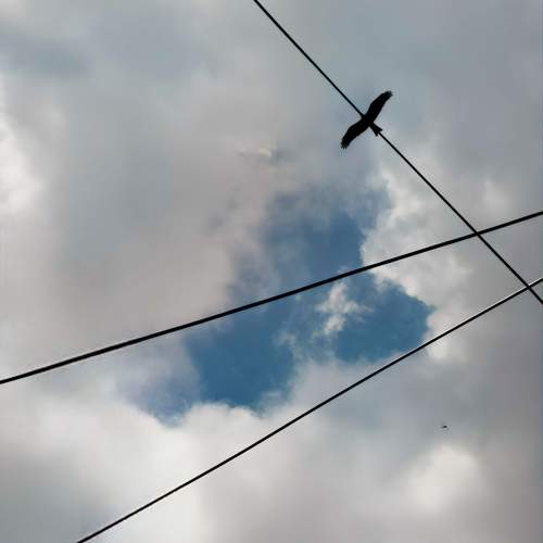 Eagle n dragonfly