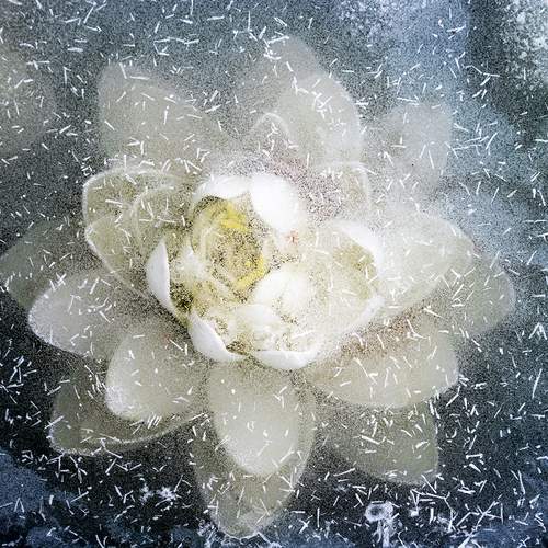 Ice Flower