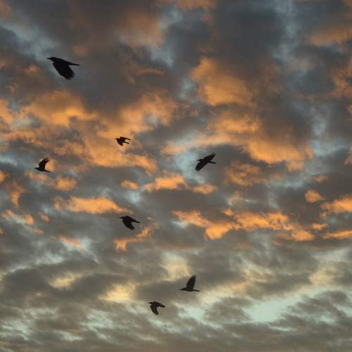 Photo #11852833