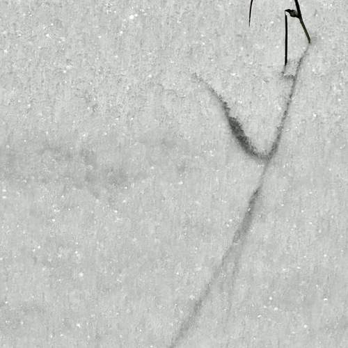 Photo #11852897