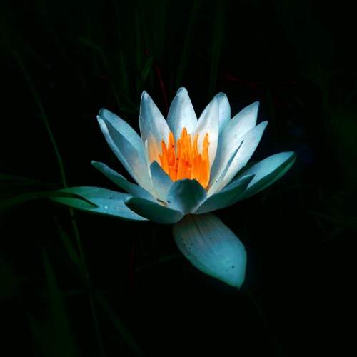 The bright nenuphar