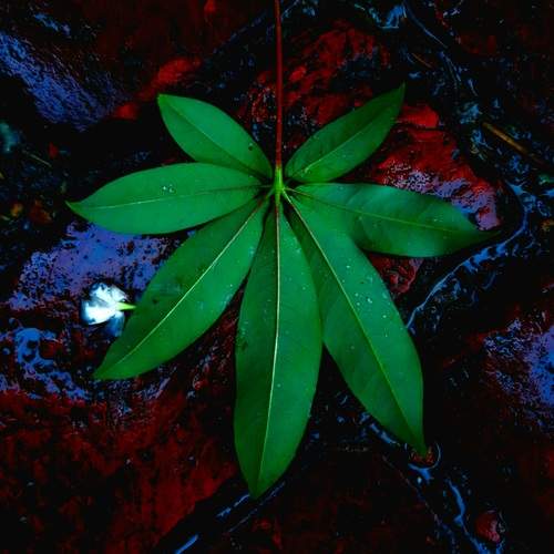 Lone leaf
