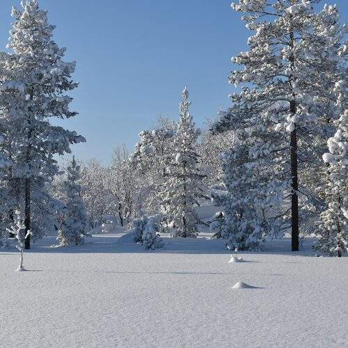 Photo #11854486