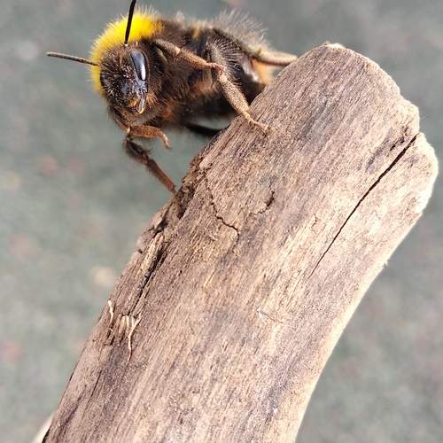 Photo #11854624