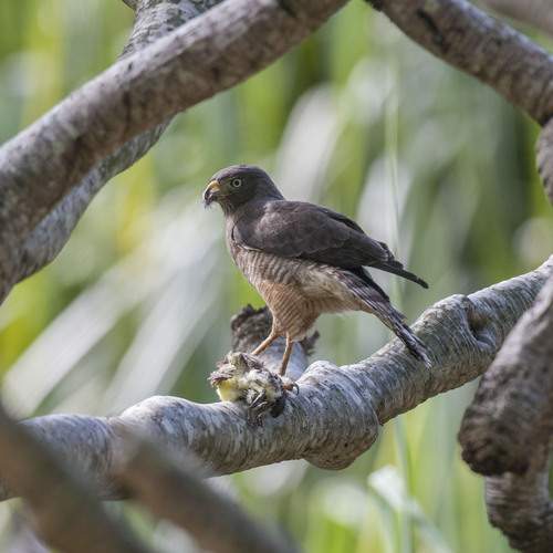 Фотография #11854874