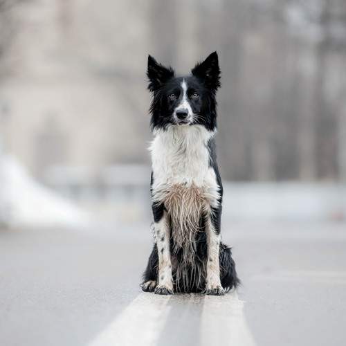 Photo #11855241