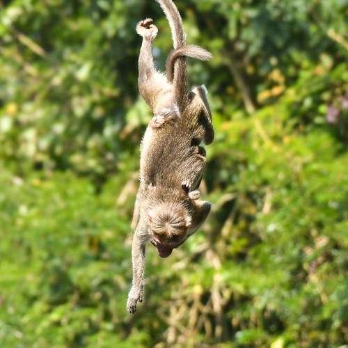 A Moment of Aerial Acrobatic