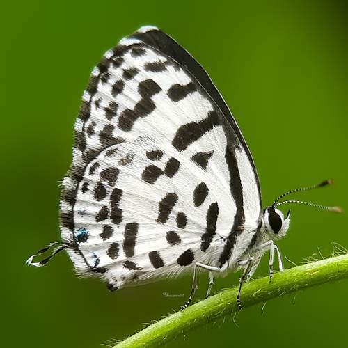 Photo #11857194