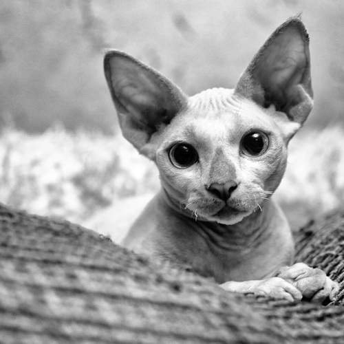 Photo #11857577