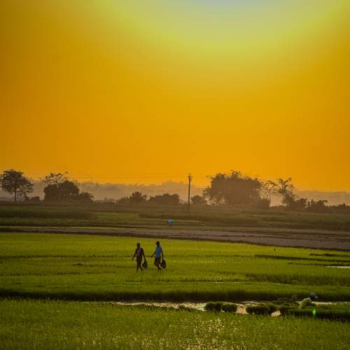 Farmers on their way home from the fields before dusk