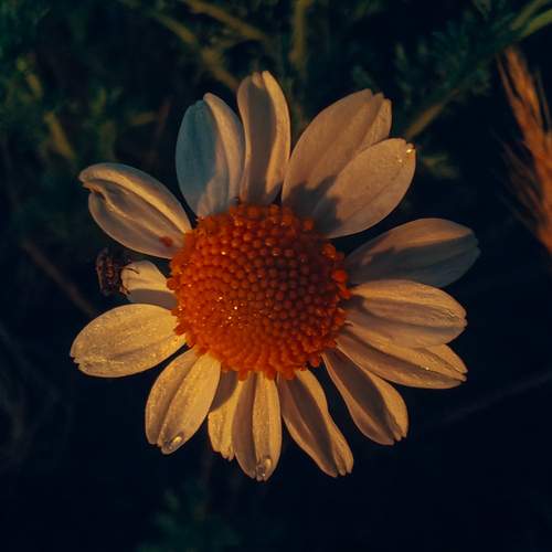 Flor del sol