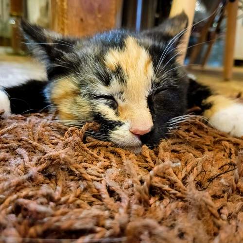 Photo #11863039