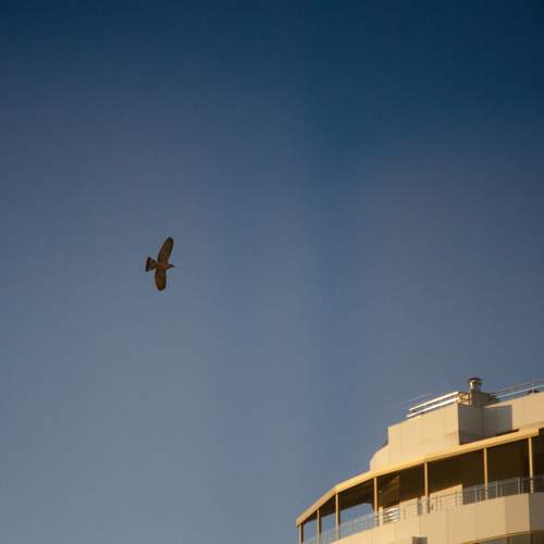 Photo #11863470