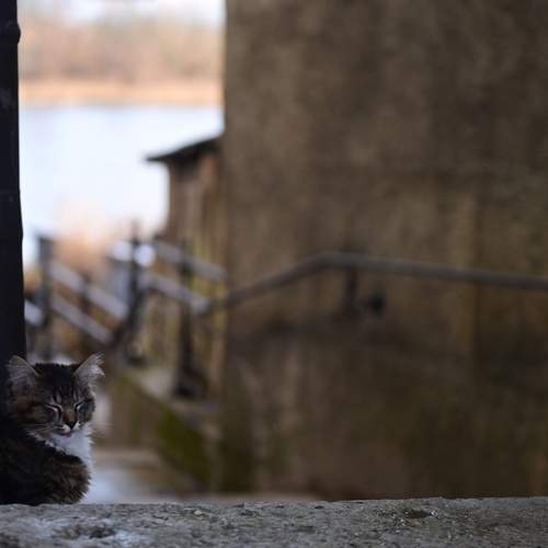 Photo #11865013