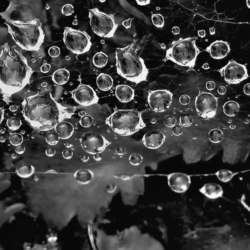 B&W dew drops