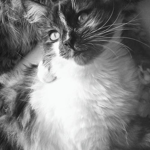 Photo #11867445