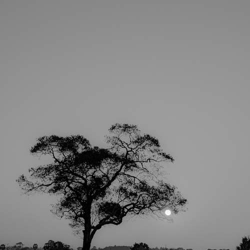 Photo #11867976