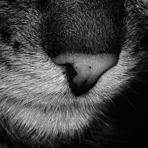 Photo #11868132
