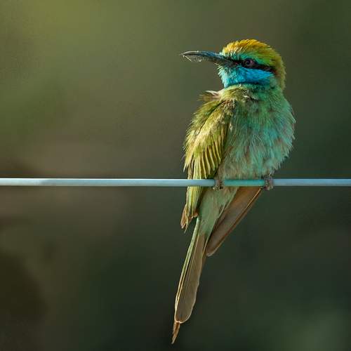 Vibrant Colors of Nature