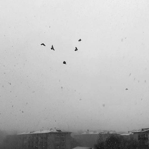 Photo #11868198