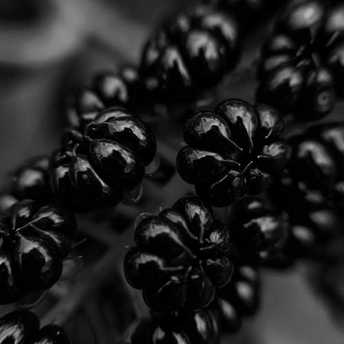 Photo #11868679