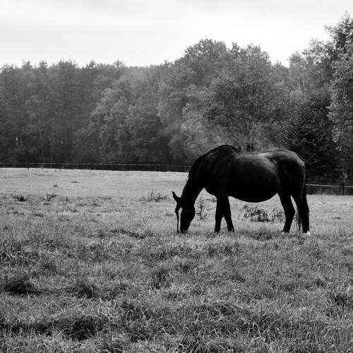 Photo #11869418
