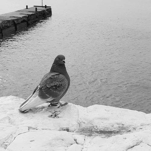 Photo #11870405