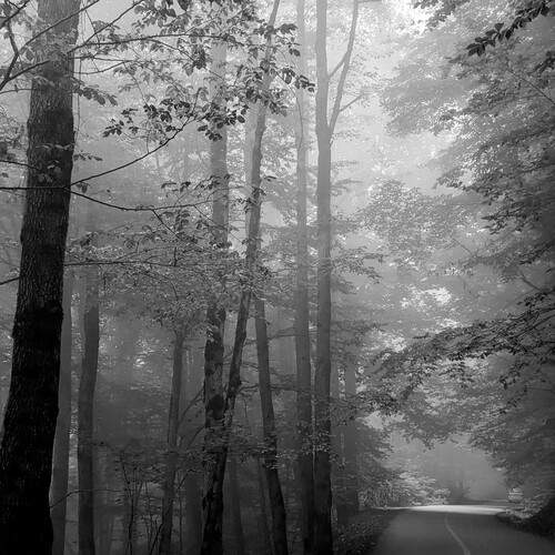 Beautiful forest!