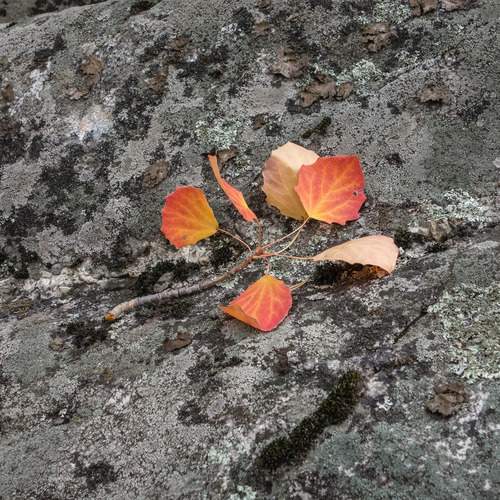 Photo #11872668