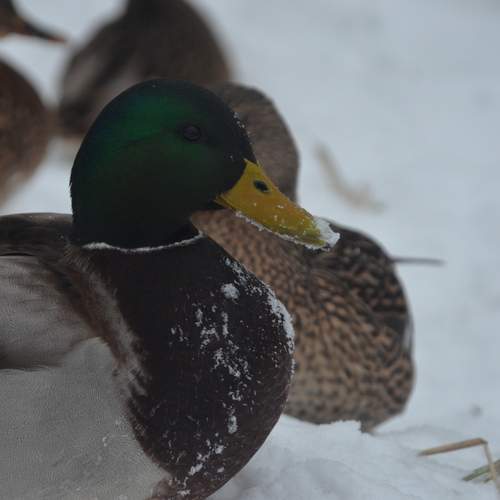 Photo #11872970